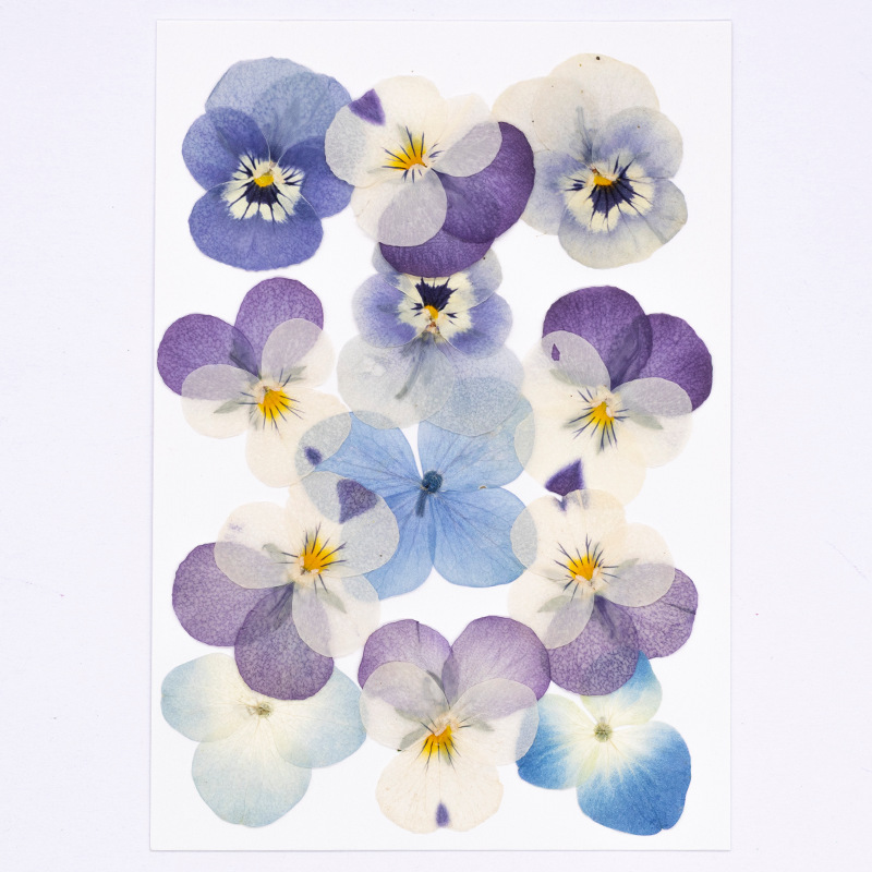 12 Stück, Echte Viola Cornuta  – Candle For Supplies Bewertung und Preis