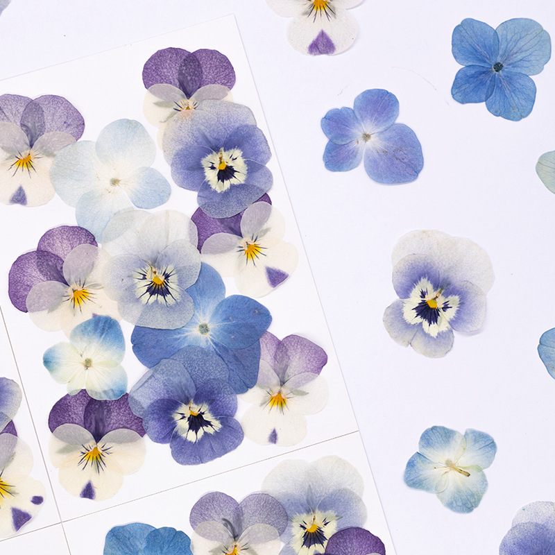 12 Stück, Echte Viola Cornuta  – Candle For Supplies Bewertung und Preis