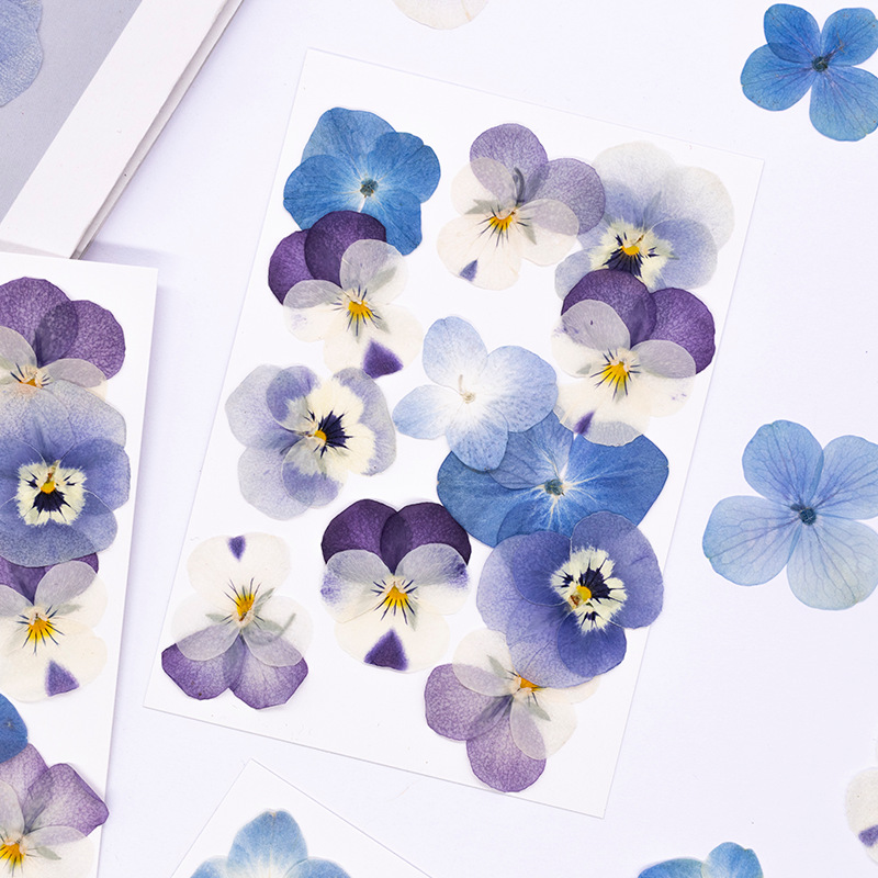 12 Stück, Echte Viola Cornuta  – Candle For Supplies Bewertung und Preis